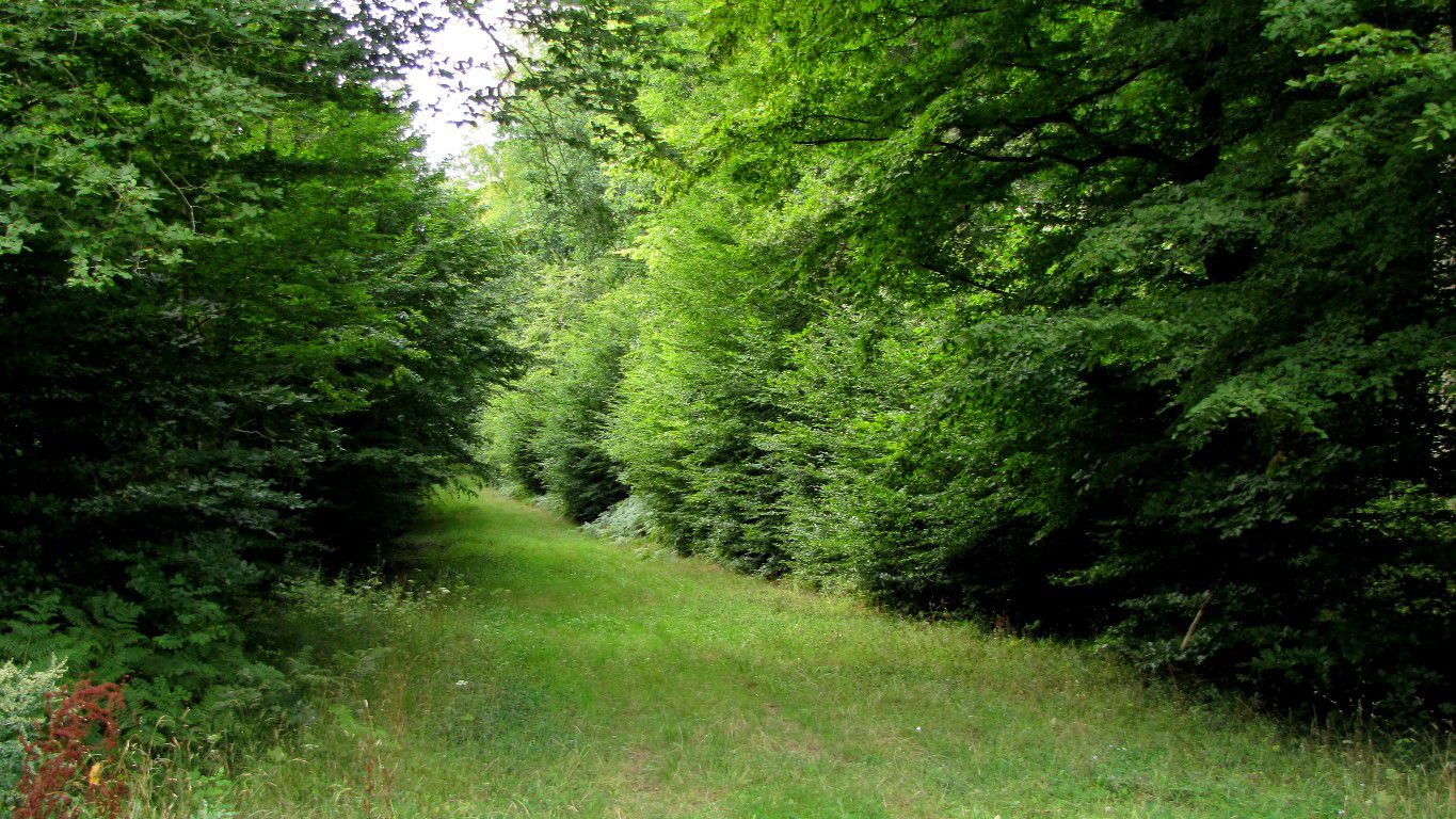 en forêt de Retz_83_08_2020_les Champs Mentard_le Fond d'Argent