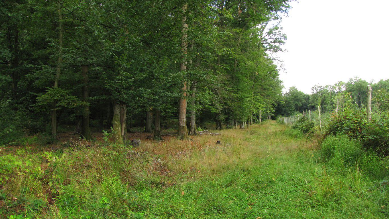 en forêt de Retz_83_08_2020_les Champs Mentard_le Fond d'Argent