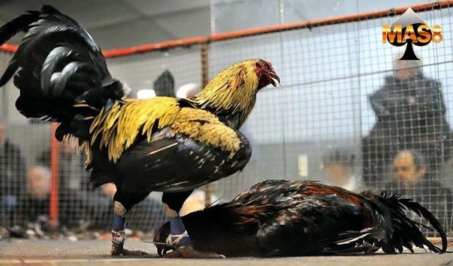 Cara Mengungtungkan Dalam Ternak Ayam Bangkok Sabung888online