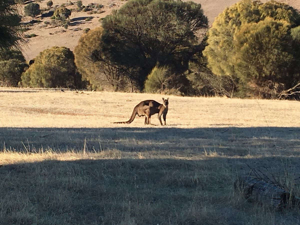 Et bien sûr les kangourous...