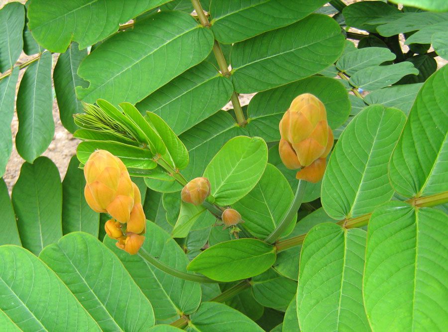 Les vertus des feuilles de Cassia Alata - Naniie Haitian Beauty
