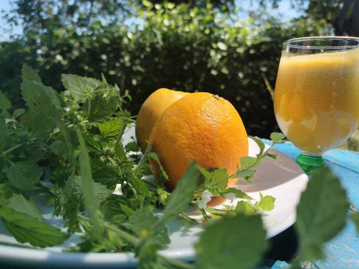 Jus spécial digestion à la Mélisse, magnifique plante médicinale de nos jardins