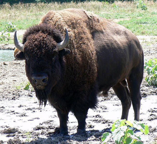 Fête du bison aux Eyzies de Tayac - Les Retraités Sportifs du Buisson de  Cadouin