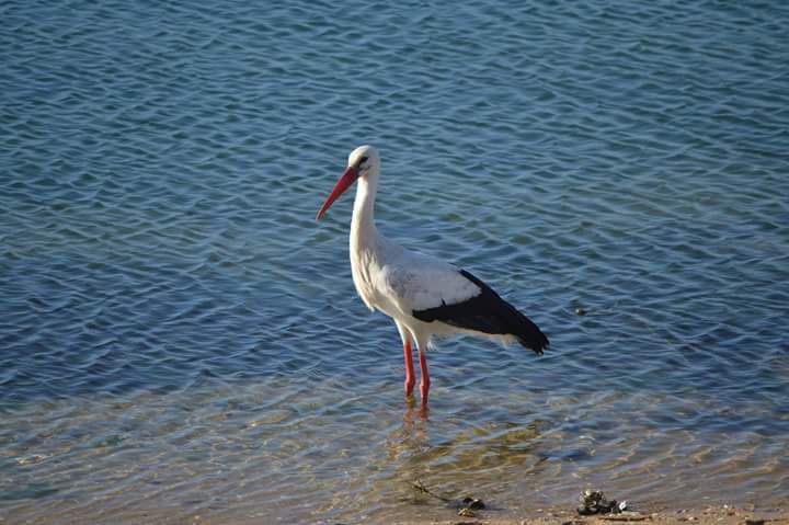 Portugal, Algarve, Fuseta e Moncarapacho, Ria Formosa, Olhao, tourisme, location, immobilier, découverte des iles Ria formosa