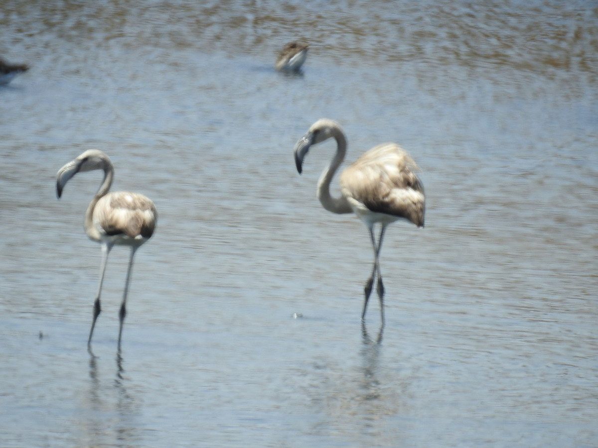 jeunes flamands roses, Fuseta, Ria Formosa, mairais salants