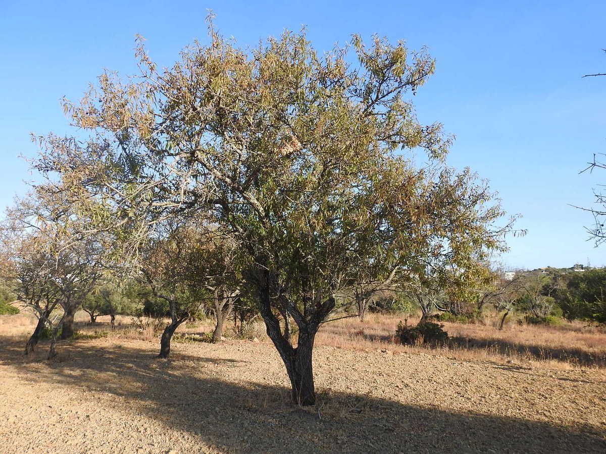 Fruit Algarve, Ria Formosa