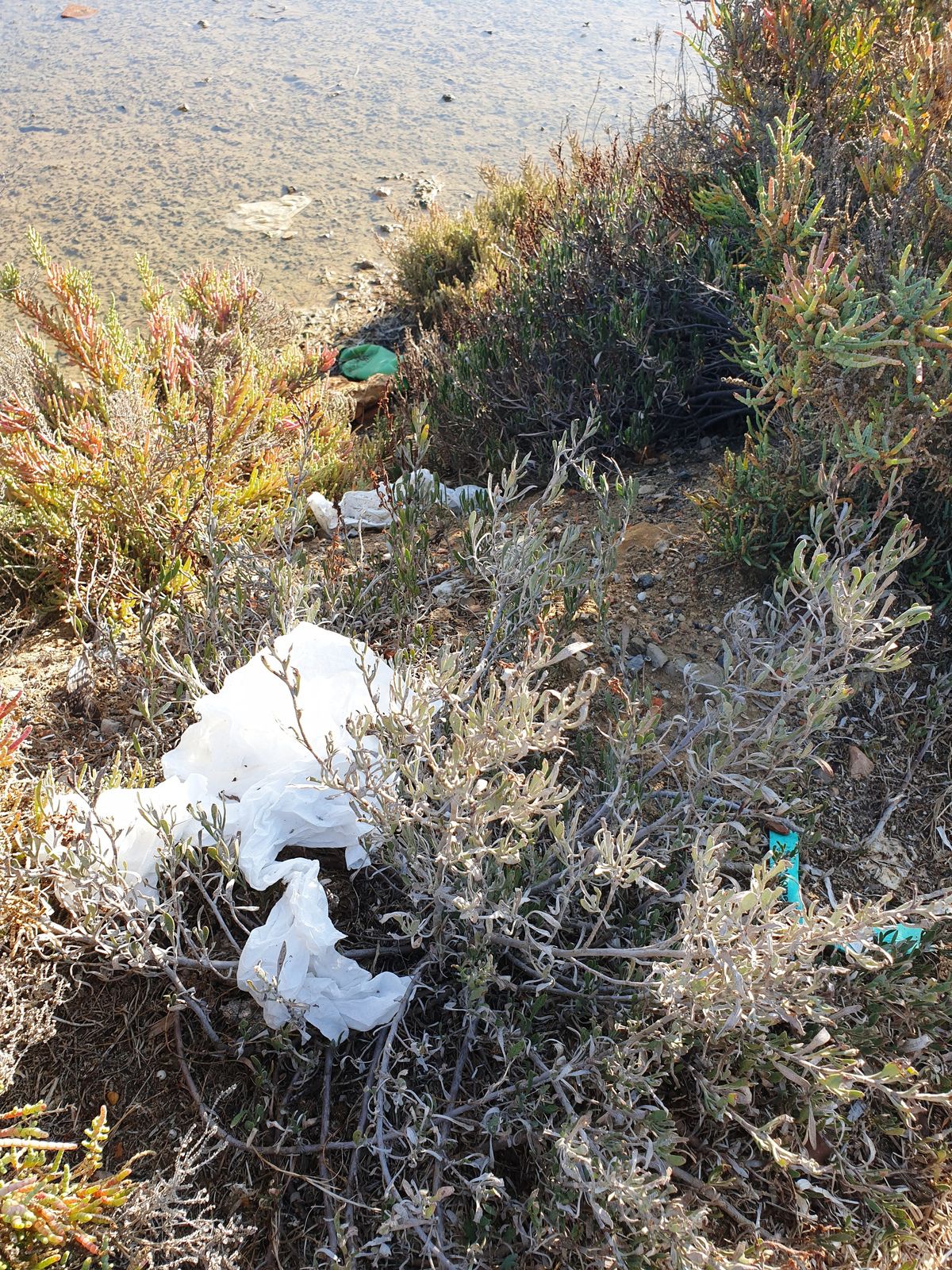 Ria Formosa déchets en plastique pollution