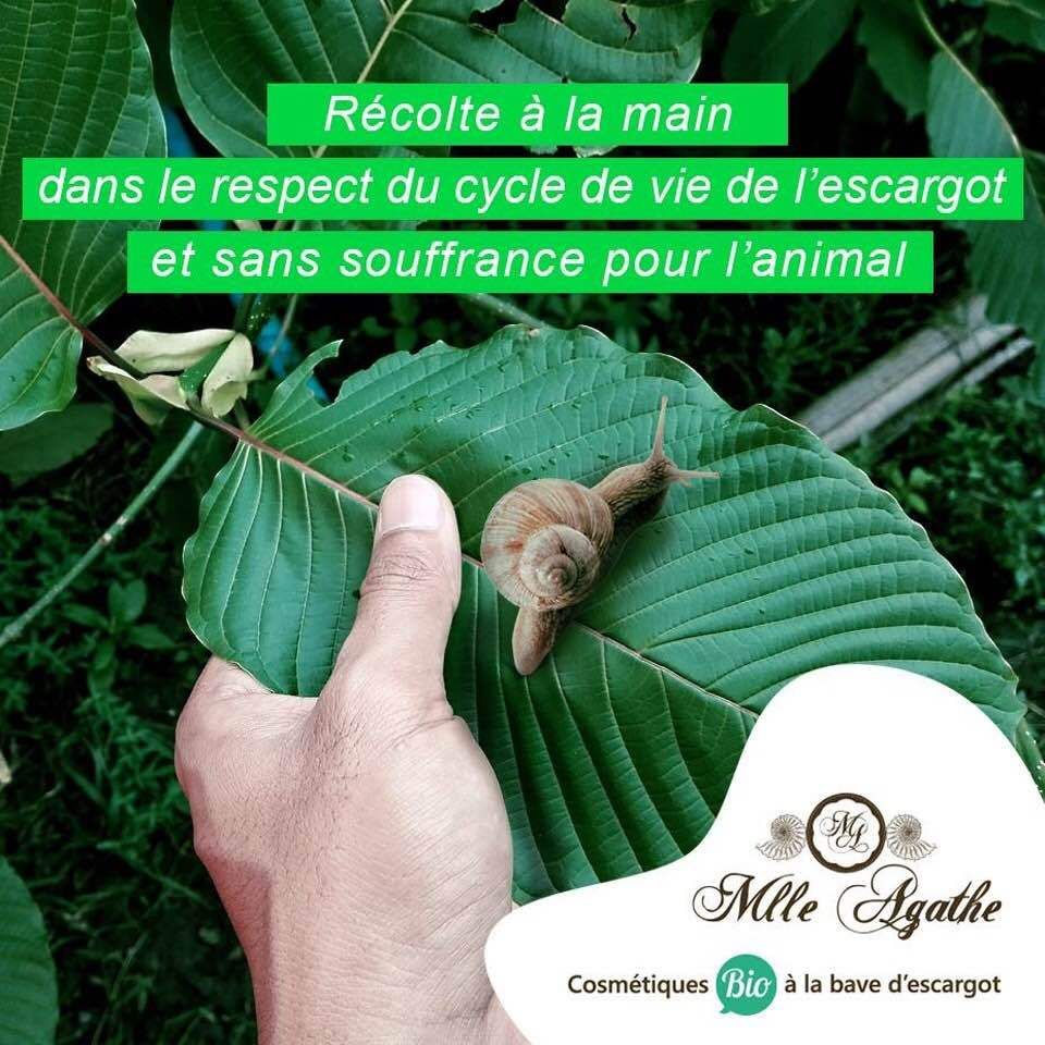 mlle agathe