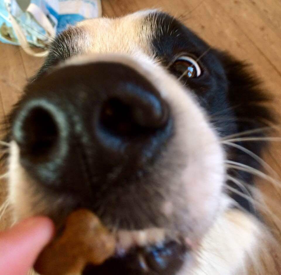 outpetfactory