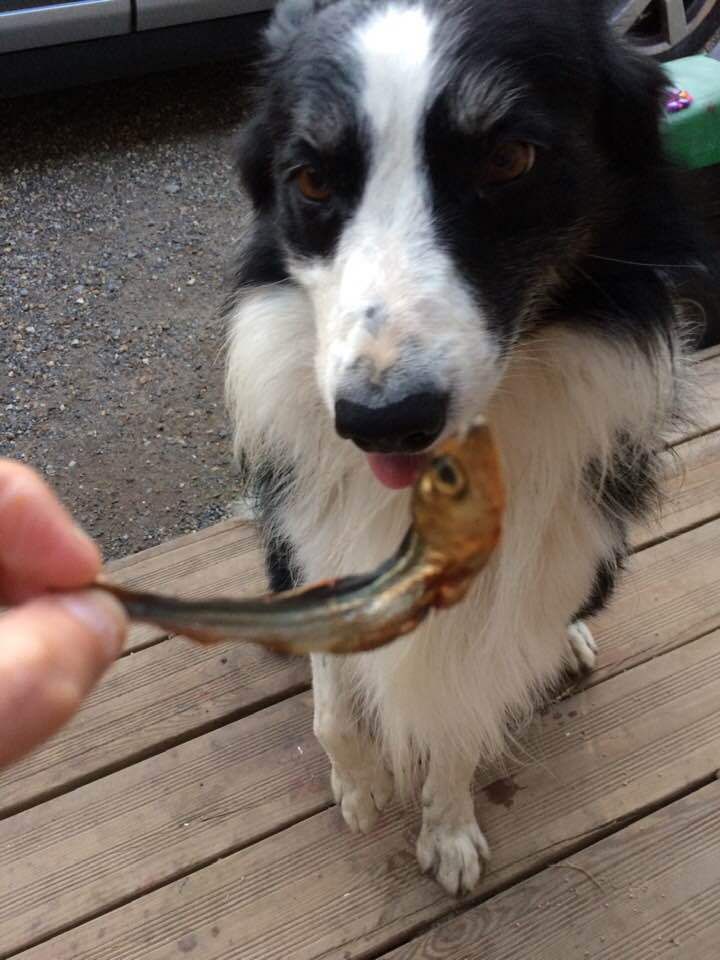 outpetfactory