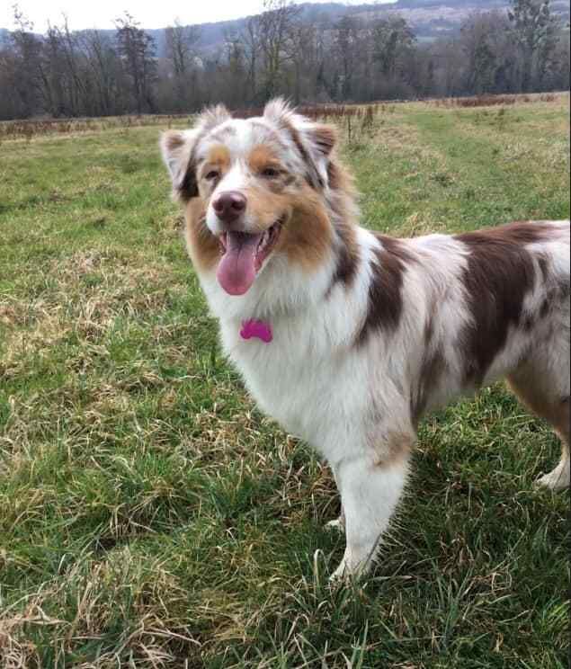 médaille pour chiens