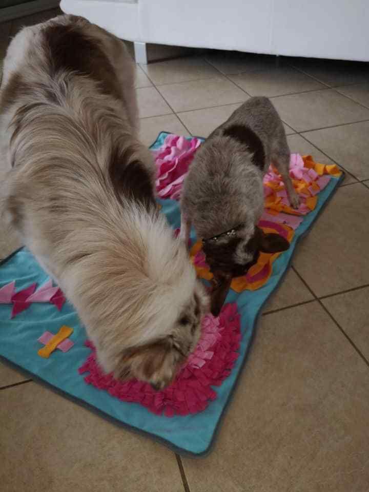 tapis de fouille chimey's paradise
