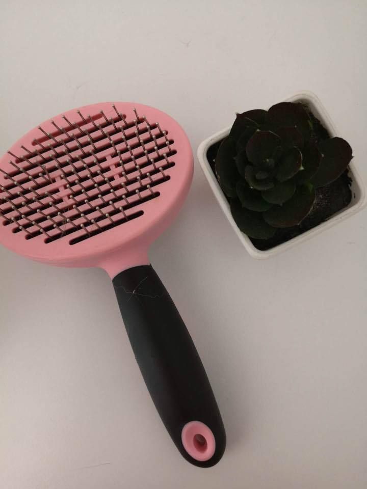 brosse berger australien