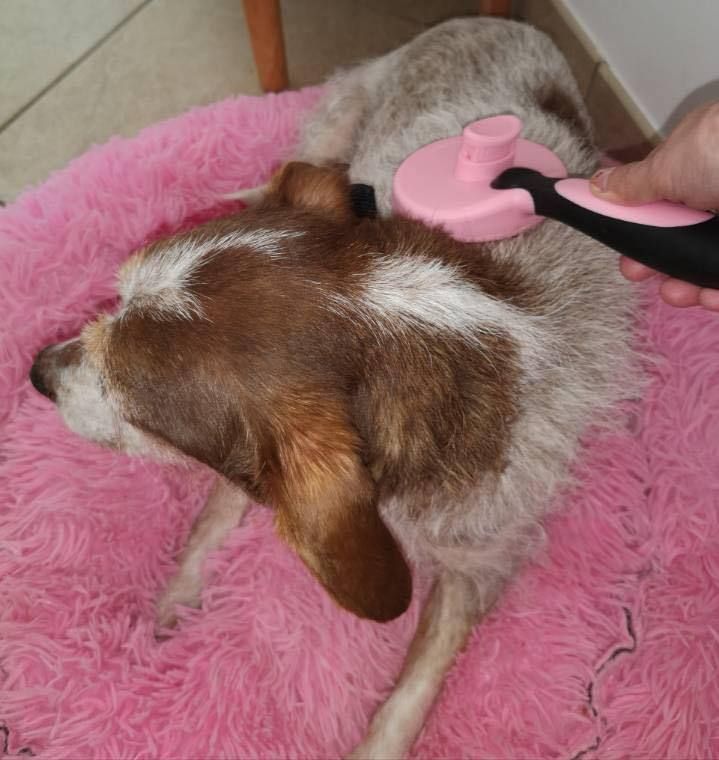 brosse pour petit chien