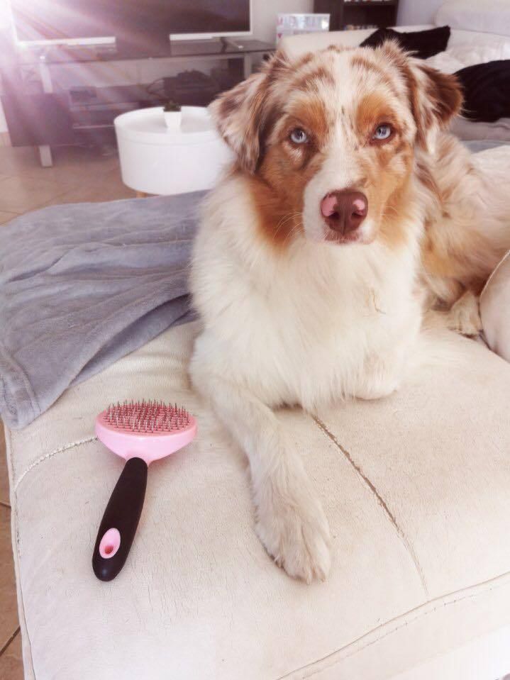 brosse pour berger australien