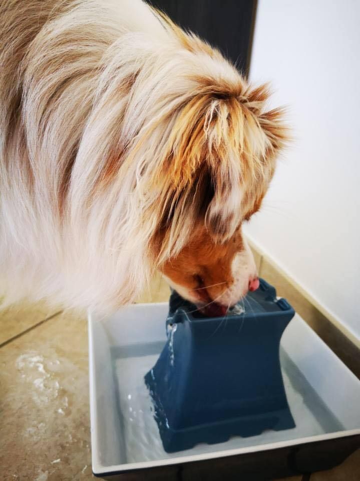 fontaine a eau petsafe france