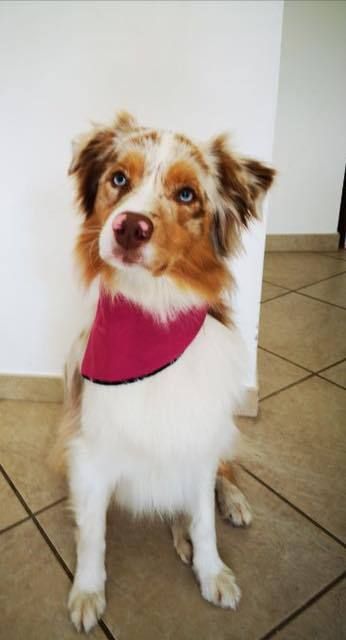 bandana chien