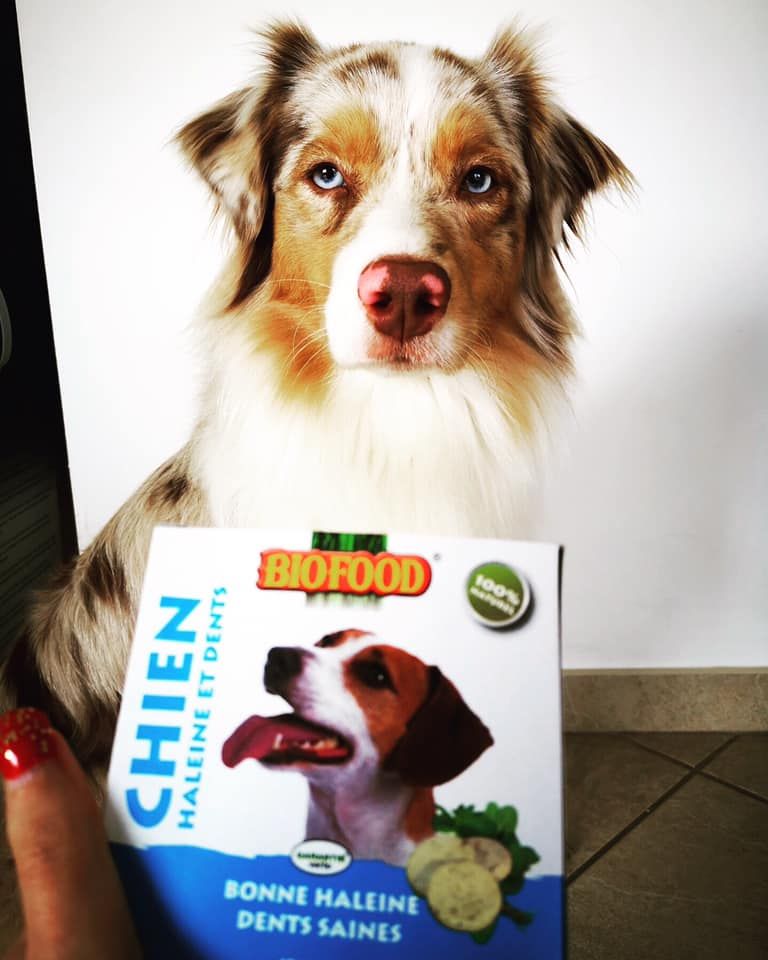 biofood comprimé dent