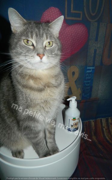 chat et huile de saumon biofood