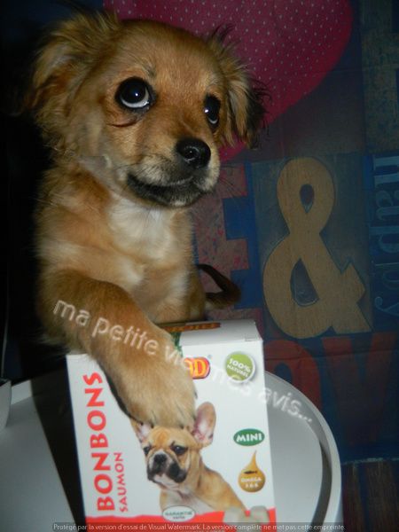 bonbon chien mini biofood