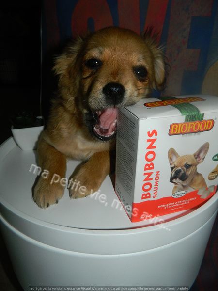 chihuahua et bonbon chien mini biofood