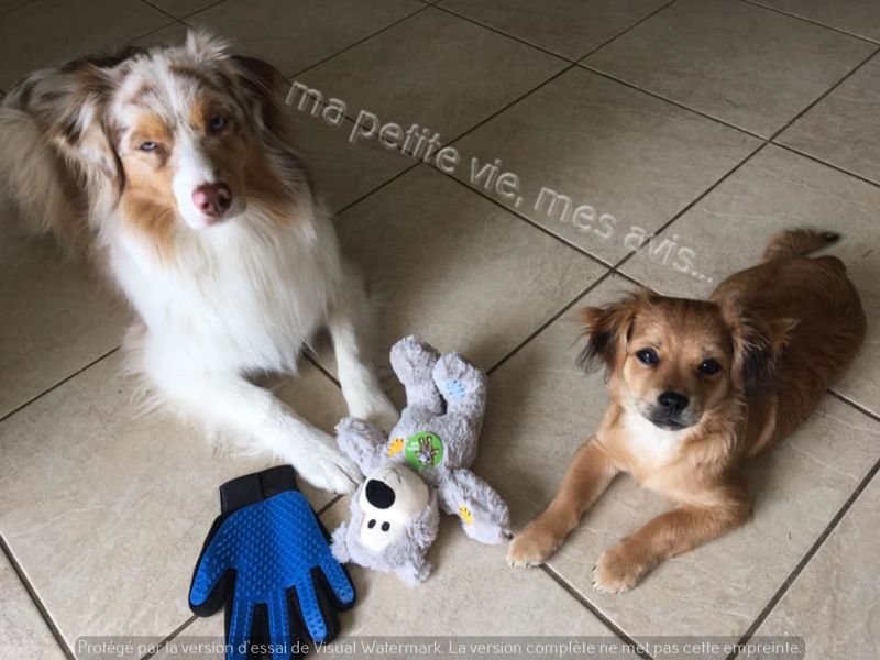 peluche kong chien