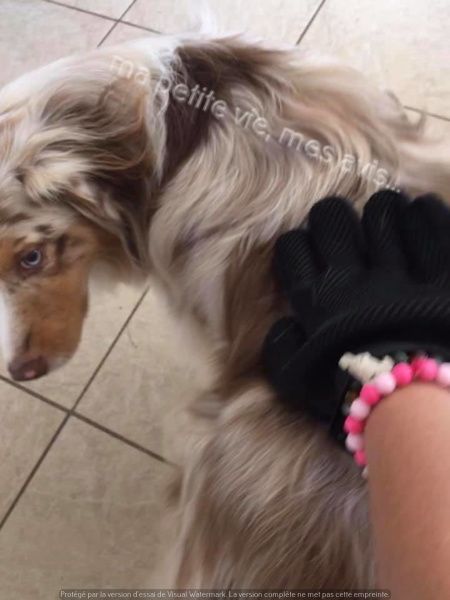 brossage chien