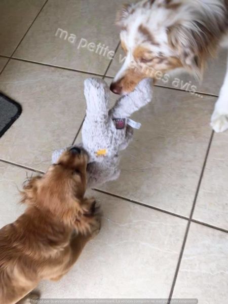 jouet pour chien