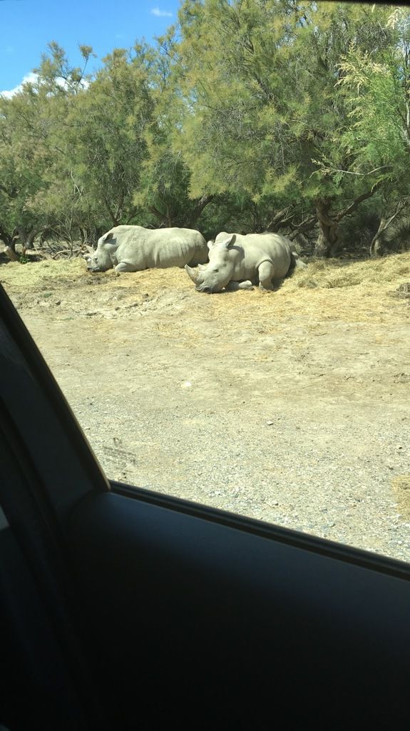 Vue depuis la voiture sur deux rhinocéros