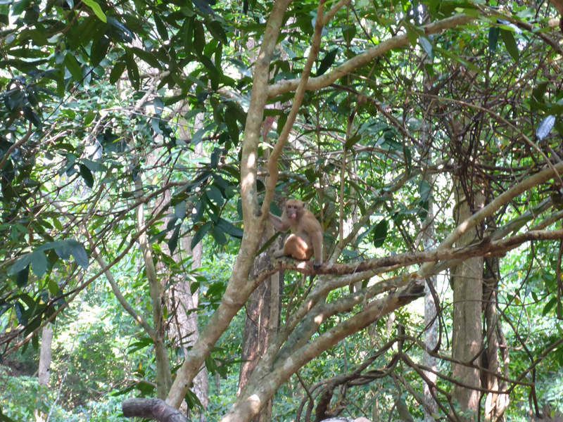 Macaque crabier dans le parc national de Erawan