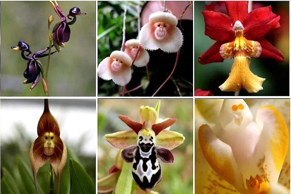 L'orchidée prend bien des formes