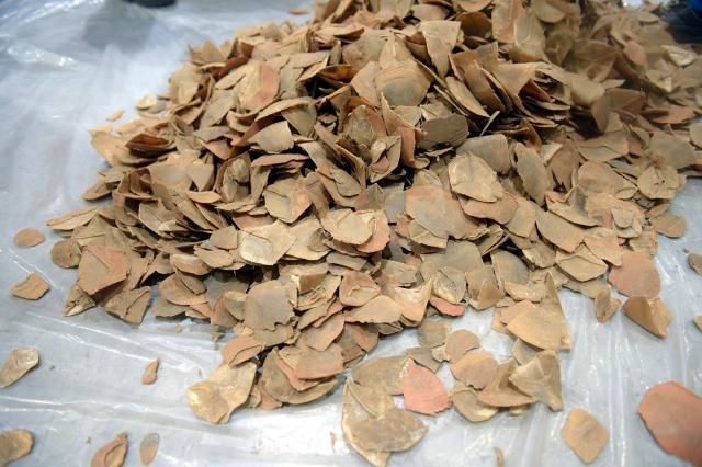 Le 5 octobre 2018, SIX TONNES d’écailles de pangolin africain ont été découvertes dans un conteneur dans le port de Tien Sa, à Danang, dans le centre du Vietnam.