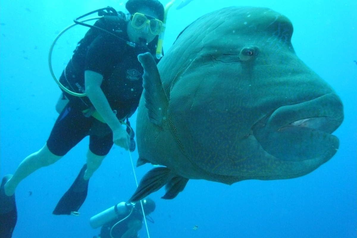 Napoléon et nageur au Blue Corner dans l'île de Palau.