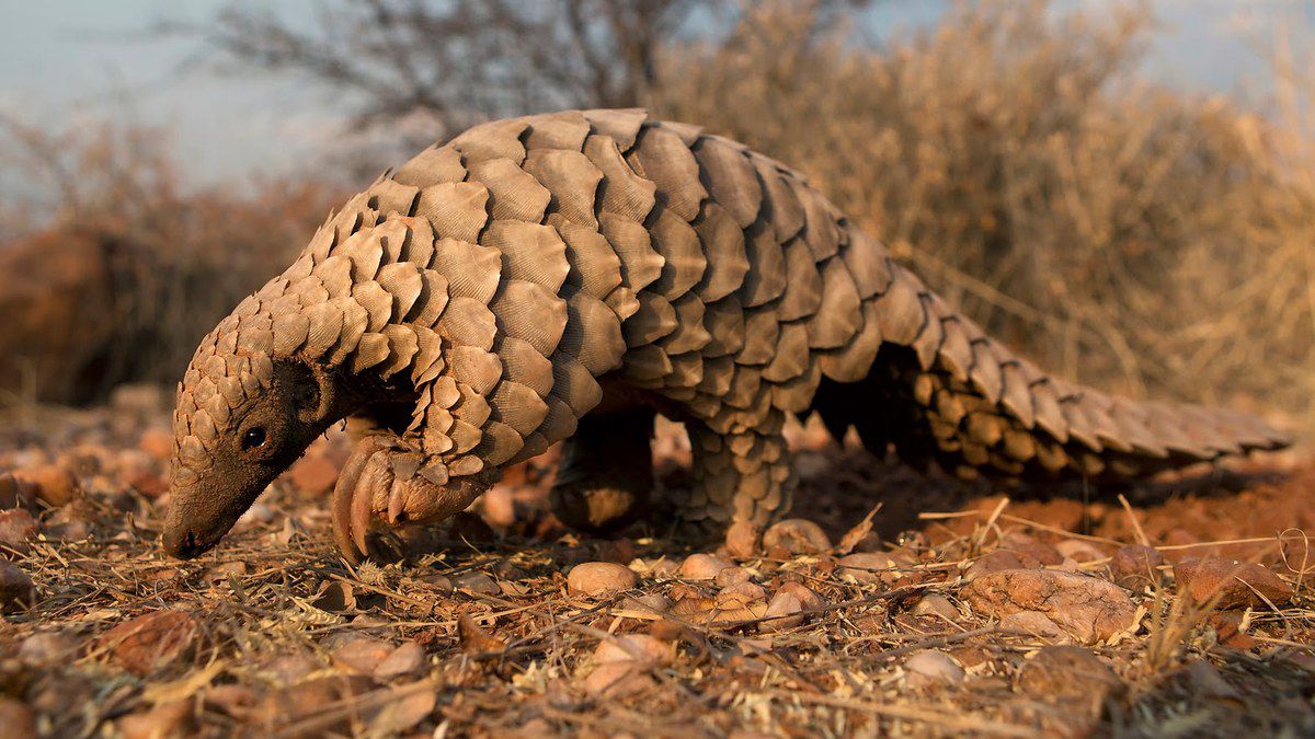 Le pangolin (photo CITES, Cedric & Elyane Jacquet)