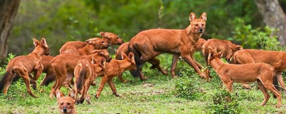 Troupeau de chiens sauvages d'Asie (dholes).