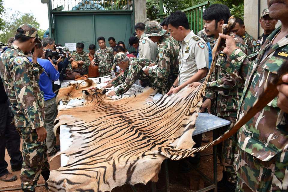 Saisie de peau de tigres et de bébés tigres en Thaïlande