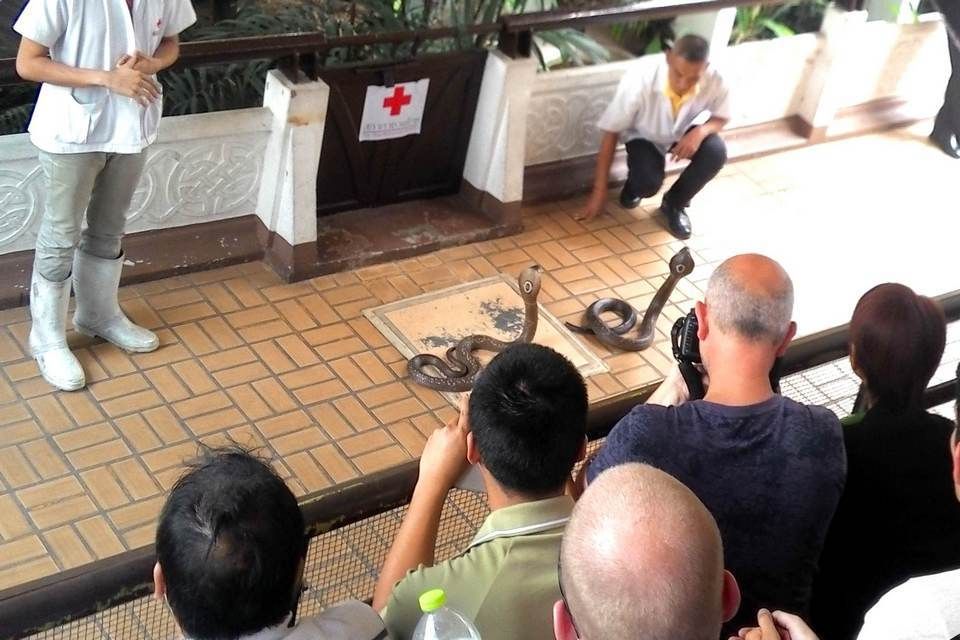 Snake Farm, spectacle et information