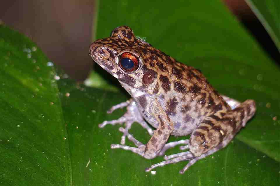 La grenouille aboyeuse (Hylarana glandulosa)