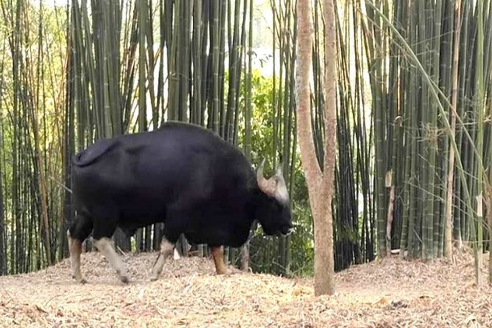 Krating daeng, gaur, gayal, un bovin sauvage d'Asie 