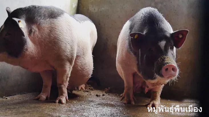 Race de porcs de Hainan