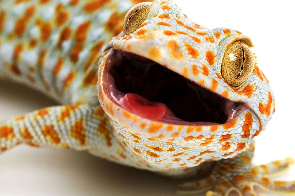 Gecko gecko (Gecko tokay)