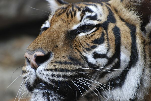 Tigre d'Indochine (Panther tigris corbetti)