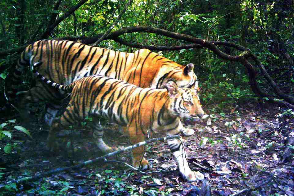 Deux tigres de corbetti dans une forêt thaïlandaise en 2016