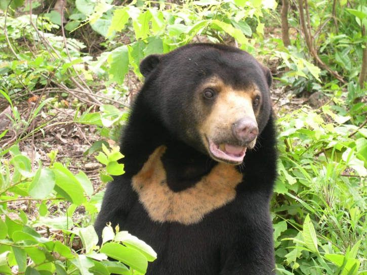 L'ours malais (Helarctos malayanus)