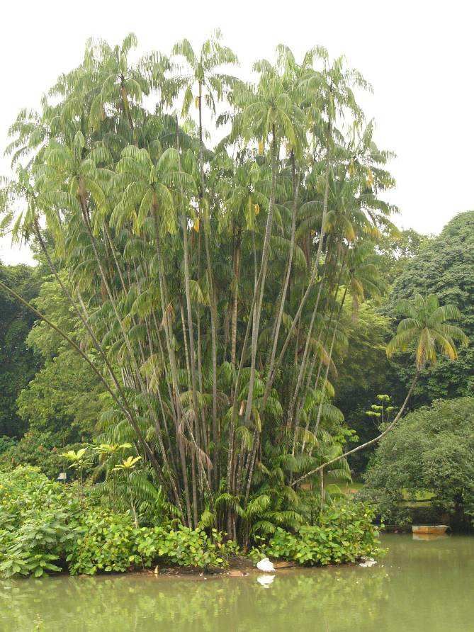 Nibong (Oncosperma tigillarium), un palmier au bois très dur