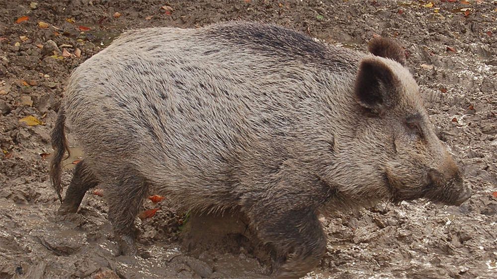 sanglier