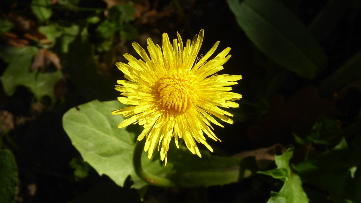 Un Pissenlit Tres Ordinaire L Ecoute S Il Pleut