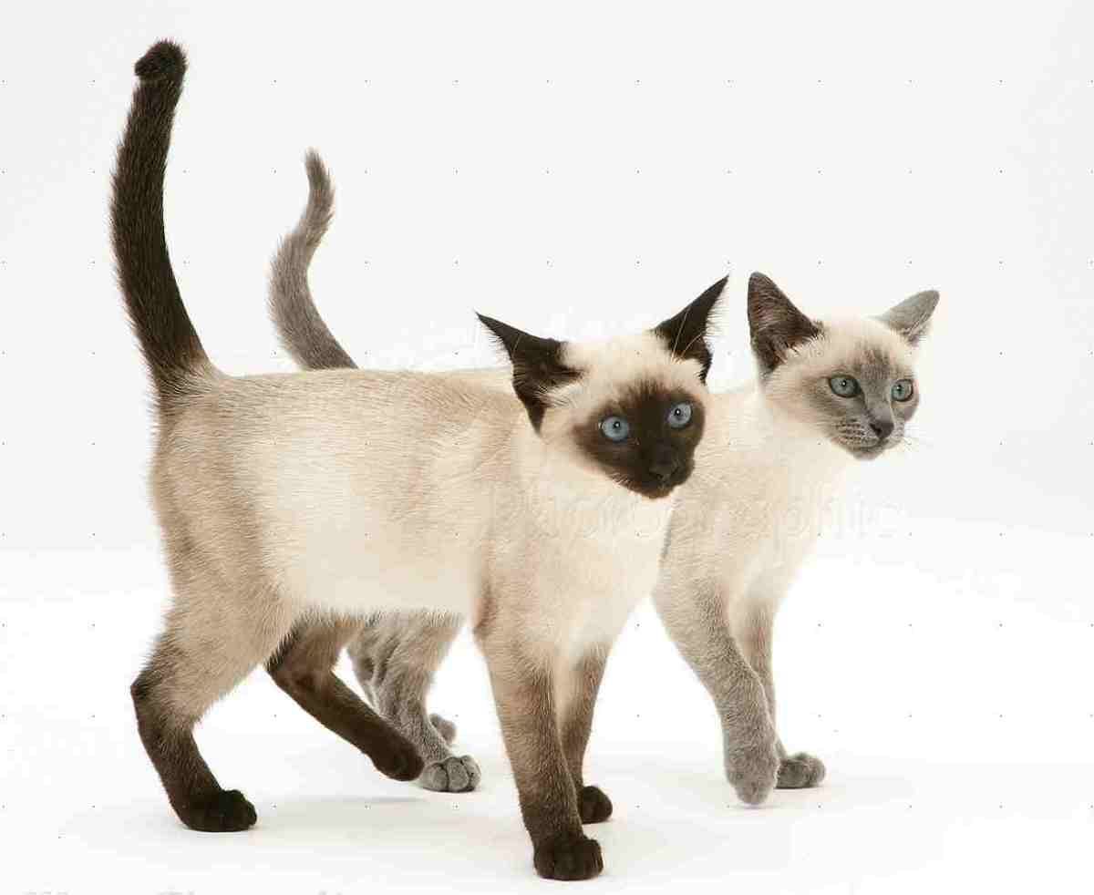 Le Chat Siamois Amis De La Thailande Over Blog Com