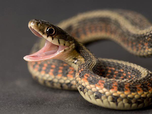 Snake Bites Have Killed 250 Nigerians In Gombe And Plateau State