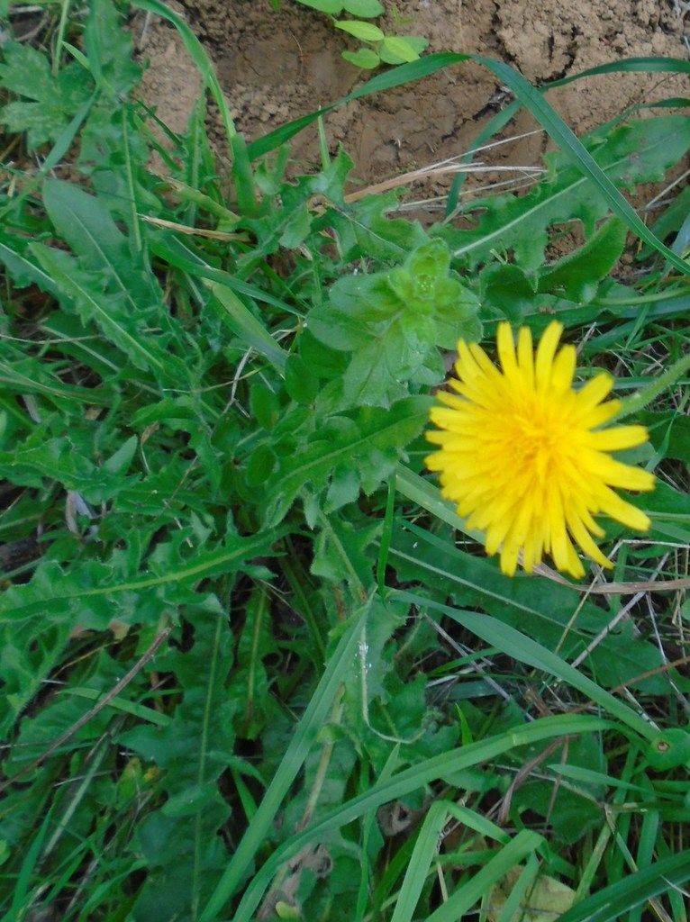 Difficiles Fleurs Jaunes Simplesetsauvagesenquercyover
